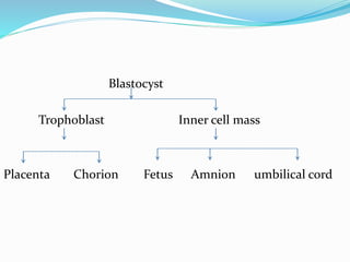Blastocyst
Trophoblast Inner cell mass
Placenta Chorion Fetus Amnion umbilical cord
 