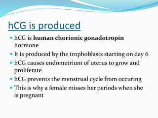 hCG is produced
 hCG is human chorionic gonadotropin
hormone
 It is produced by the trophoblasts starting on day 6
 hCG causes endometrium of uterus to grow and
proliferate
 hCG prevents the menstrual cycle from occuring
 This is why a female misses her periods when she
is pregnant
 