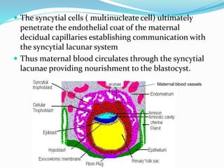  The syncytial cells ( multinucleate cell) ultimately
penetrate the endothelial coat of the maternal
decidual capillaries establishing communication with
the syncytial lacunar system
 Thus maternal blood circulates through the syncytial
lacunae providing nourishment to the blastocyst.
Maternal blood vassels
 