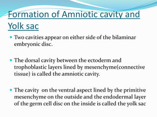 Formation of Amniotic cavity and
Yolk sac
 Two cavities appear on either side of the bilaminar
embryonic disc.
 The dorsal cavity between the ectoderm and
trophoblastic layers lined by mesenchyme(connective
tissue) is called the amniotic cavity.
 The cavity on the ventral aspect lined by the primitive
mesenchyme on the outside and the endodermal layer
of the germ cell disc on the inside is called the yolk sac
 