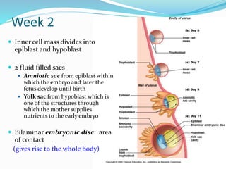 Week 2
 Inner cell mass divides into
epiblast and hypoblast
 2 fluid filled sacs
 Amniotic sac from epiblast within
which the embryo and later the
fetus develop until birth
 Yolk sac from hypoblast which is
one of the structures through
which the mother supplies
nutrients to the early embryo
 Bilaminar embryonic disc: area
of contact
(gives rise to the whole body)
 