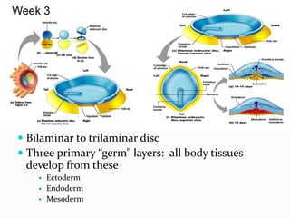 Bilaminar to trilaminar disc
 Three primary “germ” layers: all body tissues
develop from these
 Ectoderm
 Endoderm
 Mesoderm
Week 3
 