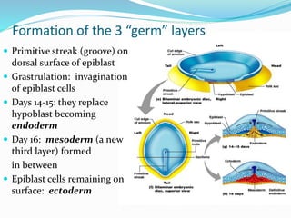 Formation of the 3 “germ” layers
 Primitive streak (groove) on
dorsal surface of epiblast
 Grastrulation: invagination
of epiblast cells
 Days 14-15: they replace
hypoblast becoming
endoderm
 Day 16: mesoderm (a new
third layer) formed
in between
 Epiblast cells remaining on
surface: ectoderm
 