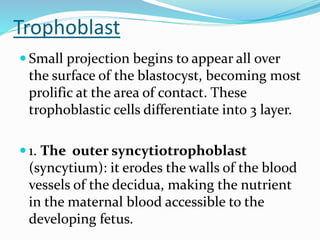 Trophoblast
 Small projection begins to appear all over
the surface of the blastocyst, becoming most
prolific at the area of contact. These
trophoblastic cells differentiate into 3 layer.
 1. The outer syncytiotrophoblast
(syncytium): it erodes the walls of the blood
vessels of the decidua, making the nutrient
in the maternal blood accessible to the
developing fetus.
 