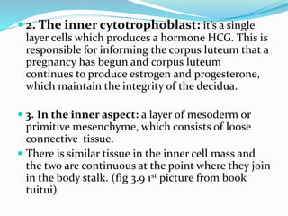  2. The inner cytotrophoblast: it’s a single
layer cells which produces a hormone HCG. This is
responsible for informing the corpus luteum that a
pregnancy has begun and corpus luteum
continues to produce estrogen and progesterone,
which maintain the integrity of the decidua.
 3. In the inner aspect: a layer of mesoderm or
primitive mesenchyme, which consists of loose
connective tissue.
 There is similar tissue in the inner cell mass and
the two are continuous at the point where they join
in the body stalk. (fig 3.9 1st picture from book
tuitui)
 