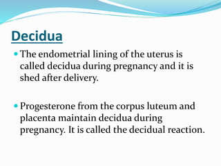 Decidua
 The endometrial lining of the uterus is
called decidua during pregnancy and it is
shed after delivery.
 Progesterone from the corpus luteum and
placenta maintain decidua during
pregnancy. It is called the decidual reaction.
 