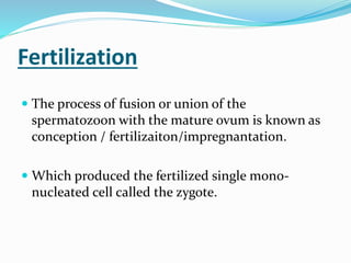 Fertilization
 The process of fusion or union of the
spermatozoon with the mature ovum is known as
conception / fertilizaiton/impregnantation.
 Which produced the fertilized single mono-
nucleated cell called the zygote.
 