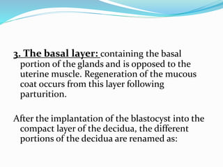 3. The basal layer: containing the basal
portion of the glands and is opposed to the
uterine muscle. Regeneration of the mucous
coat occurs from this layer following
parturition.
After the implantation of the blastocyst into the
compact layer of the decidua, the different
portions of the decidua are renamed as:
 