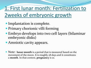 1. First lunar month: Fertilization to
2weeks of embryonic growth
 Implantation is complete.
 Primary chorionic villi forming
 Embryo develops into two cell layers (bilaminar
embryonic disks)
 Amniotic cavity appears.
 Note: lunar month is a period that is measured based on the
movement of the moon. It is roughly 28 days and it constitutes
a month. In that context, pregnancy is 10.
 