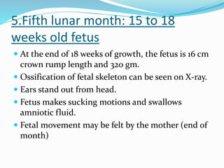 5.Fifth lunar month: 15 to 18
weeks old fetus
 At the end of 18 weeks of growth, the fetus is 16 cm
crown rump length and 320 gm.
 Ossification of fetal skeleton can be seen on X-ray.
 Ears stand out from head.
 Fetus makes sucking motions and swallows
amniotic fluid.
 Fetal movement may be felt by the mother (end of
month)
 