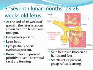 7. Seventh lunar months: 23-26
weeks old fetus
 At the end of 26 weeks of
growth, the fetus is 25 cm
crown to rump length and
1000 gm.
 Fingernails present.
 Lean body
 Eyes partially open:
eyelashes present.
 Bronchioles are present:
primitive alveoli (terminal
sacs) are forming
 Skin begins to thicken on
hands and feet
 Startle reflex present,
grasp reflex is strong.
 