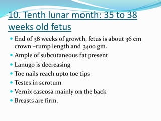 10. Tenth lunar month: 35 to 38
weeks old fetus
 End of 38 weeks of growth, fetus is about 36 cm
crown –rump length and 3400 gm.
 Ample of subcutaneous fat present
 Lanugo is decreasing
 Toe nails reach upto toe tips
 Testes in scrotum
 Vernix caseosa mainly on the back
 Breasts are firm.
 