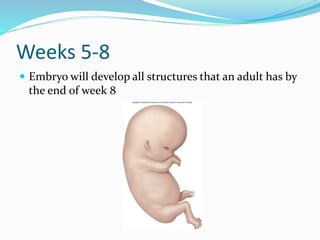 Weeks 5-8
 Embryo will develop all structures that an adult has by
the end of week 8
 