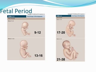 Fetal Period
9-12
13-16
17-20
21-38
 