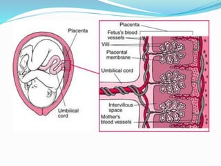 Embryology 