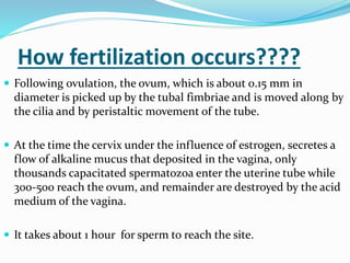 How fertilization occurs????
 Following ovulation, the ovum, which is about 0.15 mm in
diameter is picked up by the tubal fimbriae and is moved along by
the cilia and by peristaltic movement of the tube.
 At the time the cervix under the influence of estrogen, secretes a
flow of alkaline mucus that deposited in the vagina, only
thousands capacitated spermatozoa enter the uterine tube while
300-500 reach the ovum, and remainder are destroyed by the acid
medium of the vagina.
 It takes about 1 hour for sperm to reach the site.
 