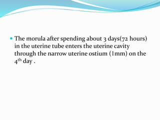 Morula
72 hours post-
fertilization
entering uterus
 
