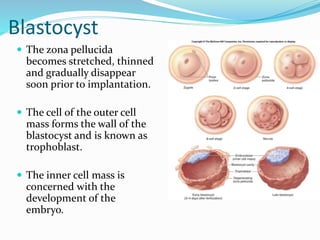 Blastocyst
Trophoblast Inner cell mass
Placenta Chorion Fetus Amnion umbilical cord
 