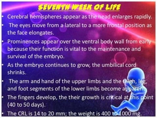 1. First lunar month: Fertilization to
2weeks of embryonic growth
 Implantation is complete.
 Primary chorionic villi fo...