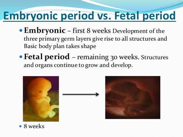 Embryology