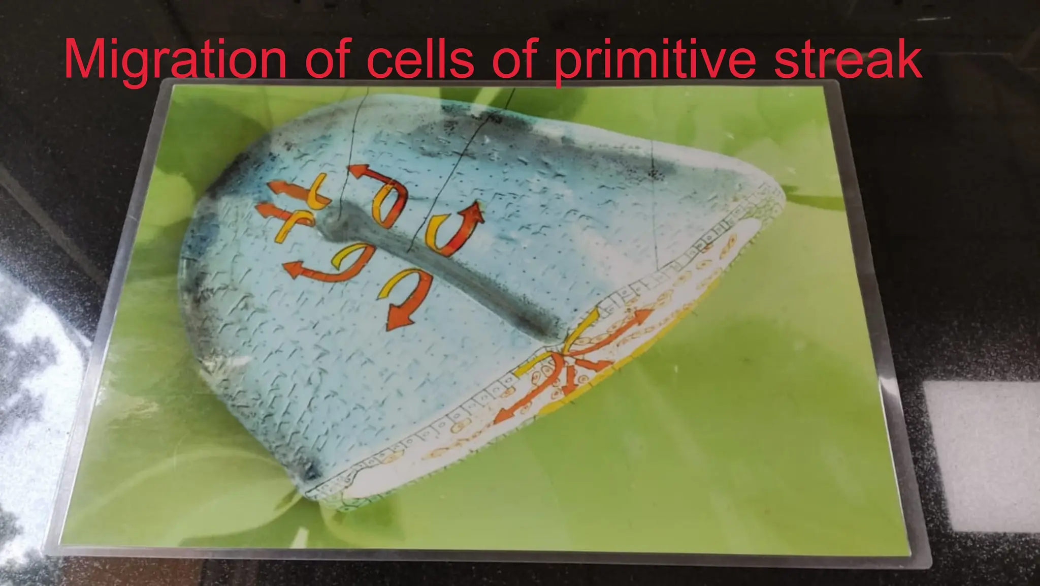 Migration of cells of primitive streak
 