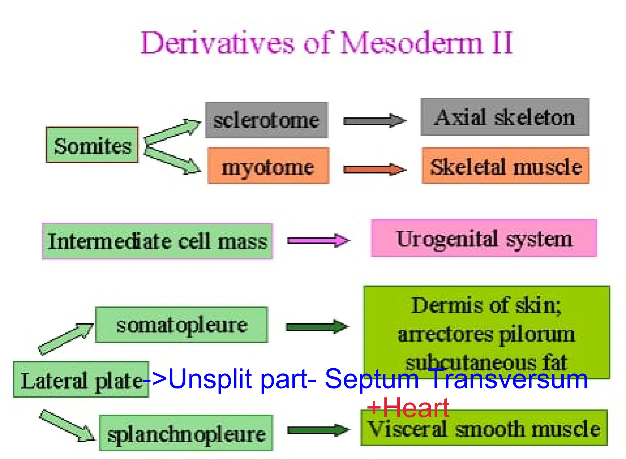 +Heart
->Unsplit part- Septum Transversum
 