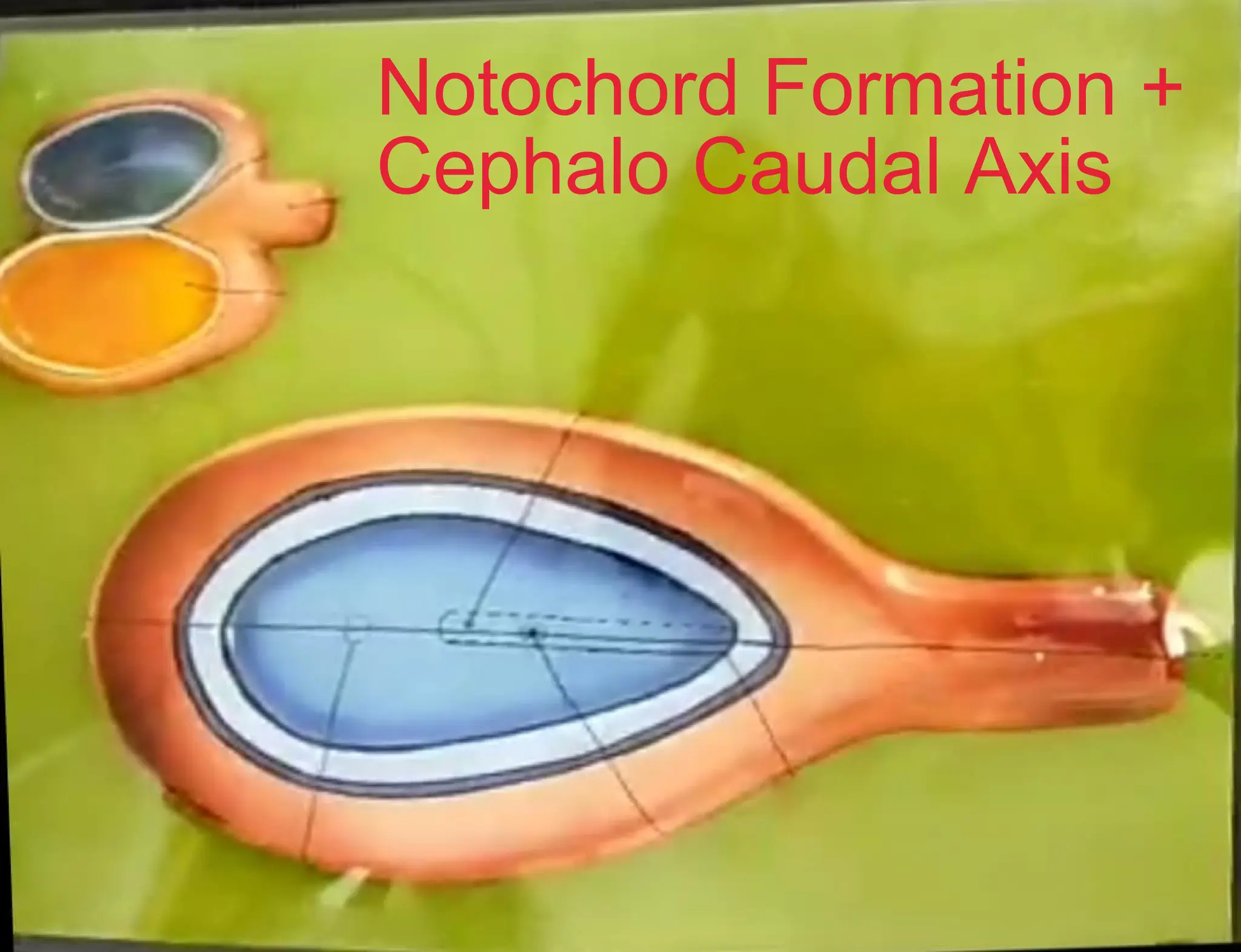 Notochord Formation +
Cephalo Caudal Axis
 