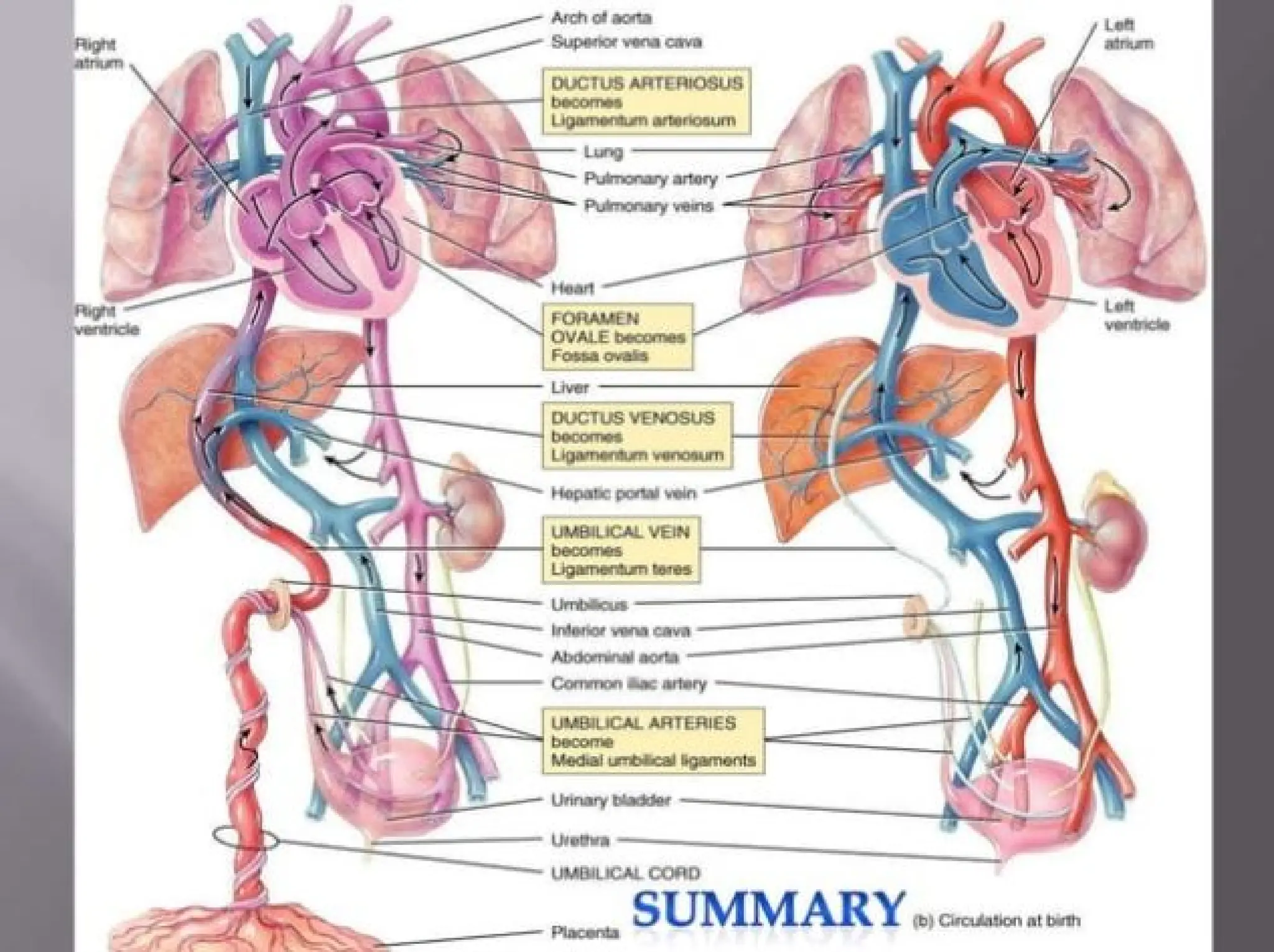 Embryology Models with References..pdfpdf