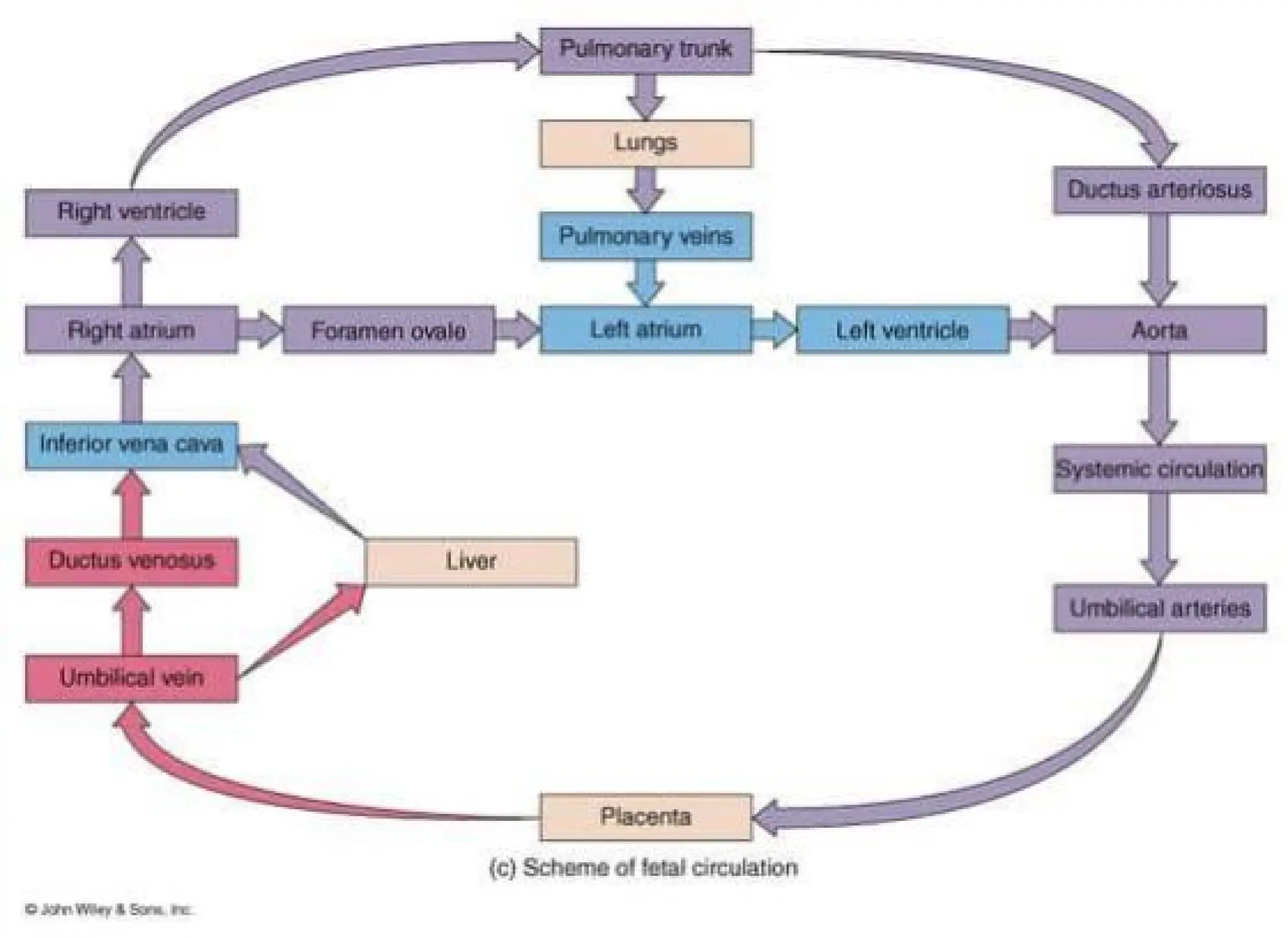 Embryology Models with References..pdfpdf
