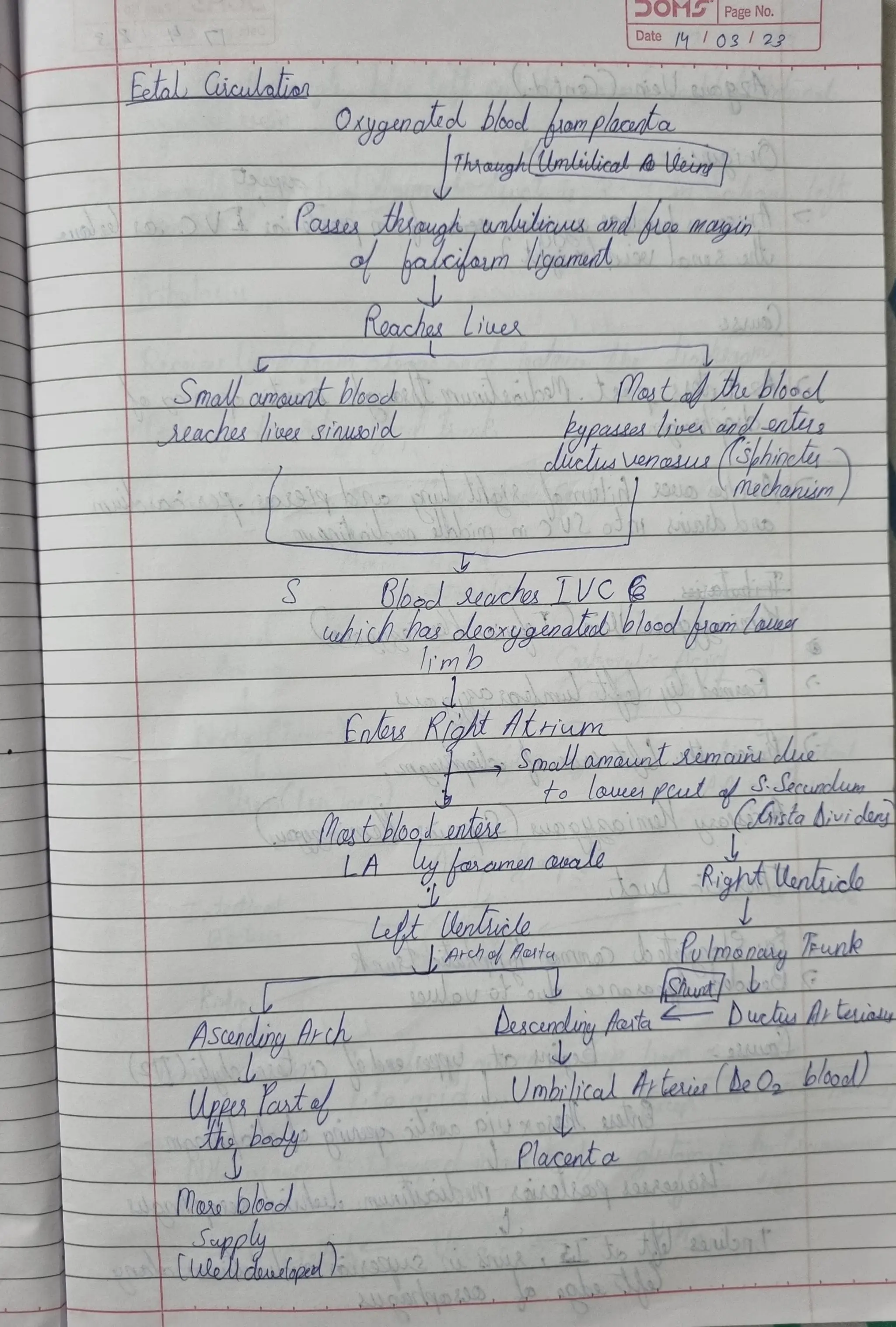 Embryology Models with References..pdfpdf