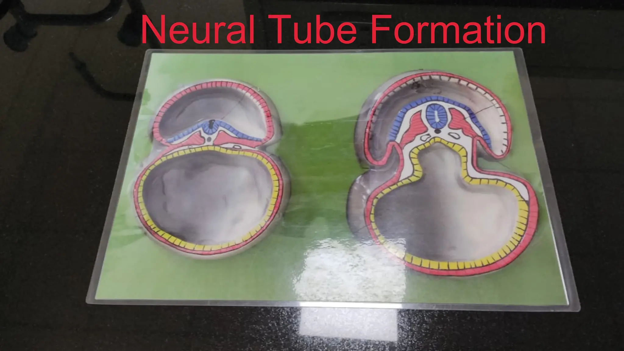 Neural Tube Formation
 