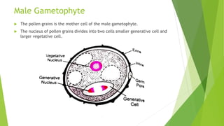 Male Gametophyte
 The pollen grains is the mother cell of the male gametophyte.
 The nucleus of pollen grains divides into two cells smaller generative cell and
larger vegetative cell.
 
