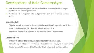 Development of Male Gametophyte
 First division in pollen grains results in formation two unequal cells, larger
vegetative and smaller generative.
 Vegetative cell form pollen tube and generative cell form two male gametes or
sperm.
Vegetative Cell
Vegetative cell increases in size and also increase in cell organales no. & size.
It includes Ribosome, E.R., Plastids, Golgi, Mitochondria.
Nucleus is spherical or irregular in outline containing Chromosomes.
Generative Cell
Initially it attached to intine, lateron detached from pollen wall.
It lies freely in cytoplas of vegetative cell but there is no cytoplasmic connection.
It also contain Ribosome, E.R., Plastids, Golgi, Mitochondria, Microtubles.
 