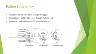 Pollen tube entry
 Porogamy – Pollen tube enter through micropyle.
 Chalazogamy – pollen tube enter through chalazal end.
 Mesogamy – pollen tube enter through integument .
 