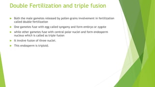 Double Fertilization and triple fusion
 Both the male gametes released by pollen grains involvement in fertilization
called double fertilization
 One gametes fuse with egg called syngamy and form embryo or zygote
 while other gametes fuse with central polar nuclei and form endosperm
nucleus which is called as triple fusion
 It involve fusion of three nuclei.
 This endosperm is triploid.
 