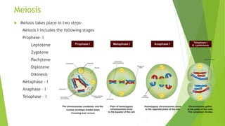 Meiosis
 Meiosis takes place in two steps-
Meiosis I includes the following stages
Prophase- I
Leptotene
Zygotene
Pachytene
Diplotene
Dikinesis
Metaphase - I
Anaphase – I
Telophase – I
 