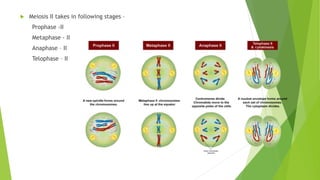  Meiosis II takes in following stages –
Prophase -II
Metaphase - II
Anaphase – II
Telophase – II
 