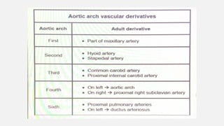 Embryology of aortic arches presentation | PPTX