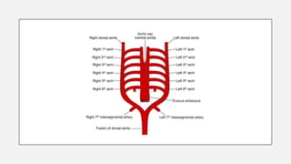 Embryology of aortic arches presentation | PPTX