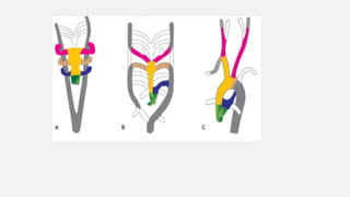 Embryology of aortic arches presentation | PPTX