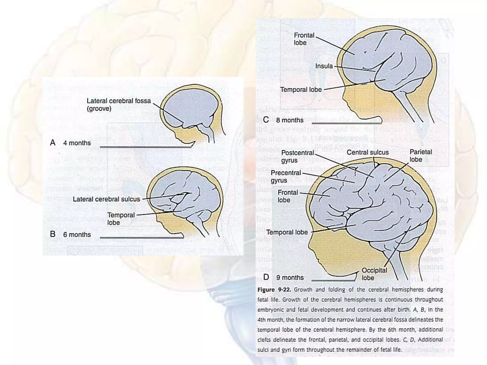 Embryology of brain | PPTX