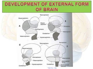 Prosencephalic Development Embryology of brain | PPTX