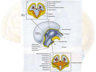 Embryology of brain | PPTX