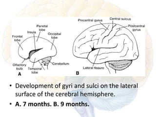 Embryology of brain | PPTX