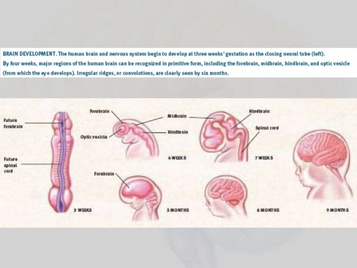 How to increase my brain memory power image 4