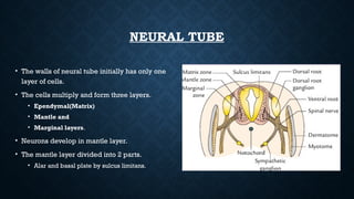 Embryology of Brain. and radiological correlationspptx | PPTX