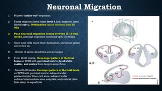 Embryology of Brain. and radiological correlationspptx | PPTX