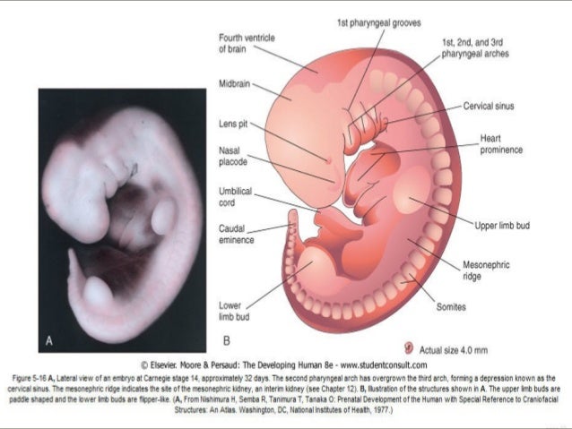 Embryology Of Branchial Arches Applied Anatomy By Osama Elhamzawy