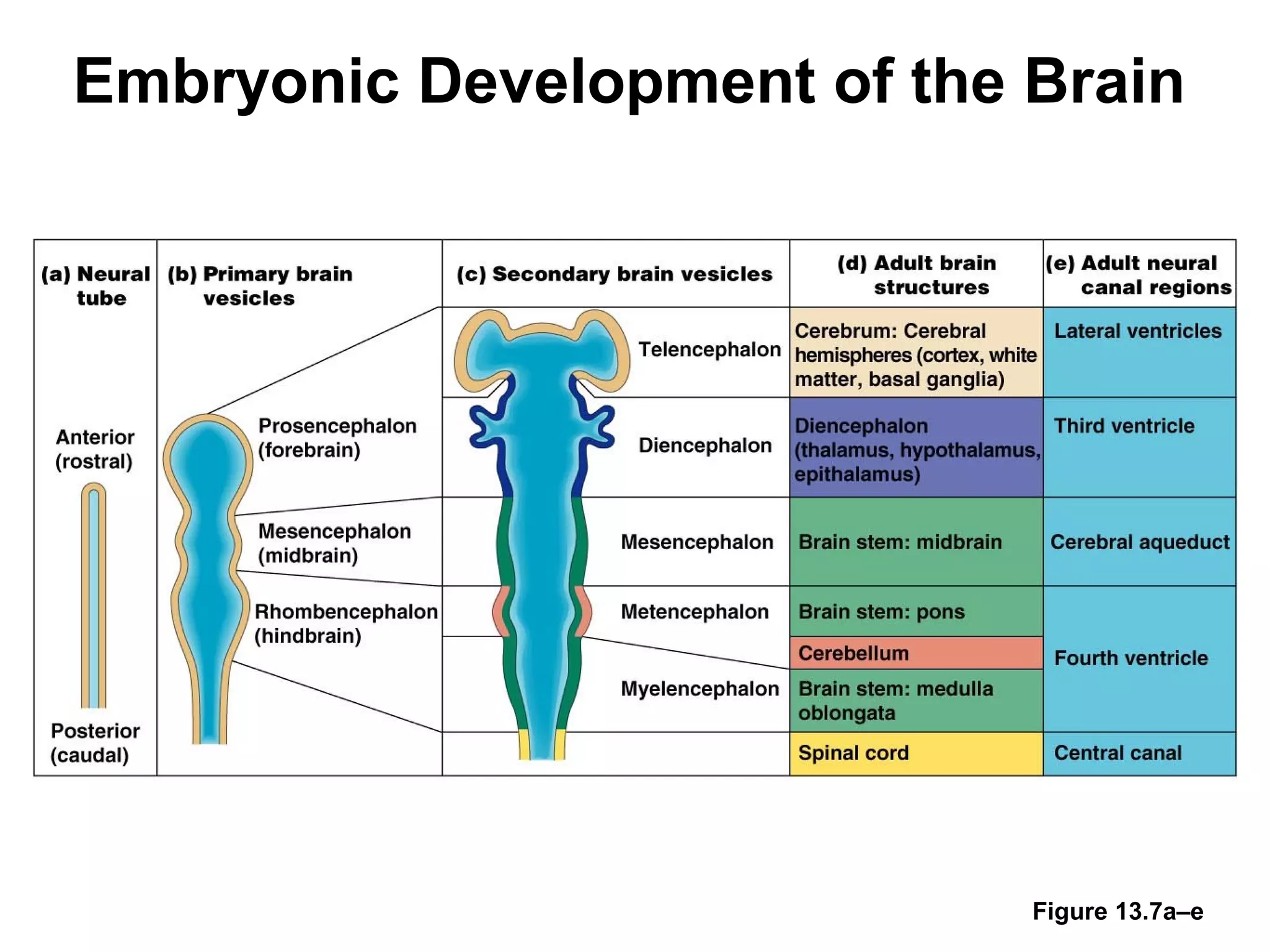 Cns Development Embryology of the Central Nevous system and anomalies | PPT