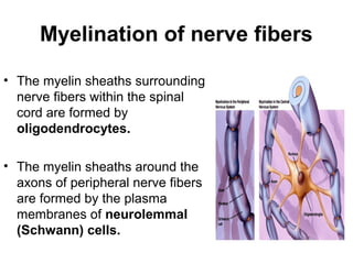 Embryology of the Central Nevous system and anomalies | PPT